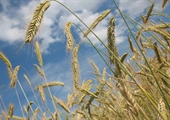 Virginia’s winter wheat acreage drops drastically as growers pivot to planting cover crops