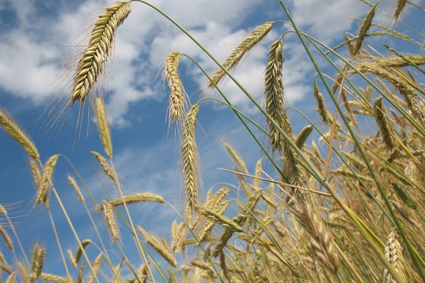 Virginia’s winter wheat acreage drops drastically as growers pivot to planting cover crops