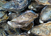 Celebrate bivalves during Virginia Oyster Month