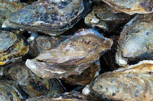 Celebrate bivalves during Virginia Oyster Month