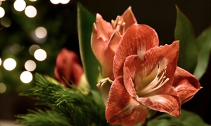 Brighten your space with bulbs that bloom for the holidays