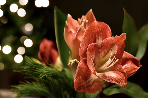 Brighten your space with bulbs that bloom for the holidays