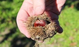 Virginia farms offer pick-your-own chestnuts