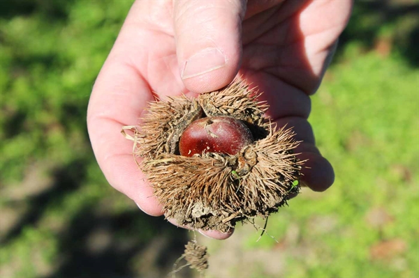 Virginia farms offer pick-your-own chestnuts