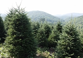 Virginia-grown Christmas trees create real memories