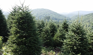 Virginia-grown Christmas trees create real memories