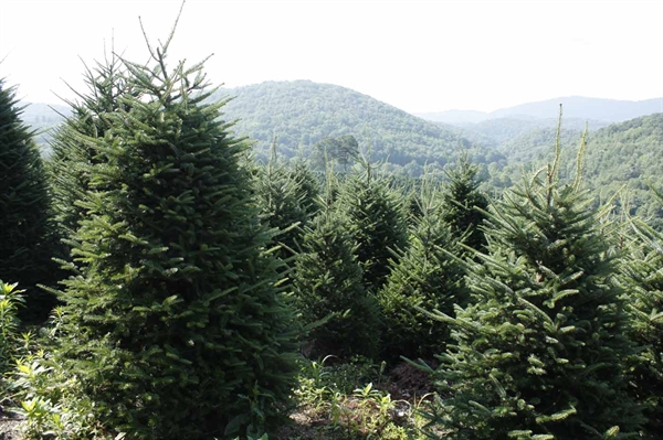 Virginia-grown Christmas trees create real memories