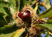 Chestnut trees proliferate in Virginia following near extinction