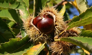 Chestnut trees proliferate in Virginia following near extinction