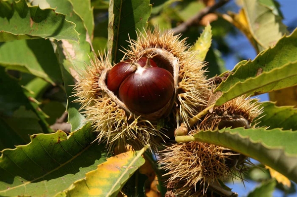 Chestnut trees proliferate in Virginia following near extinction