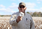 Grown in few counties, Virginia cotton still looms large