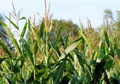 Virginia corn growers top national yields contest despite tough season