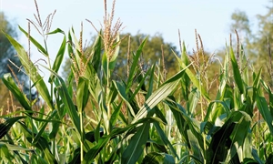 Virginia corn growers top national yields contest despite tough season