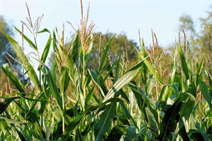 Virginia corn growers top national yields contest despite tough season