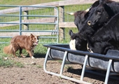 Dive into the world of working farm dogs