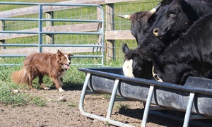 Dive into the world of working farm dogs