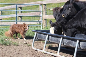 Dive into the world of working farm dogs