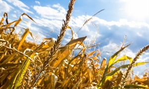 Turbulent weather created a mixed bag for Virginia’s 2024 crop yields