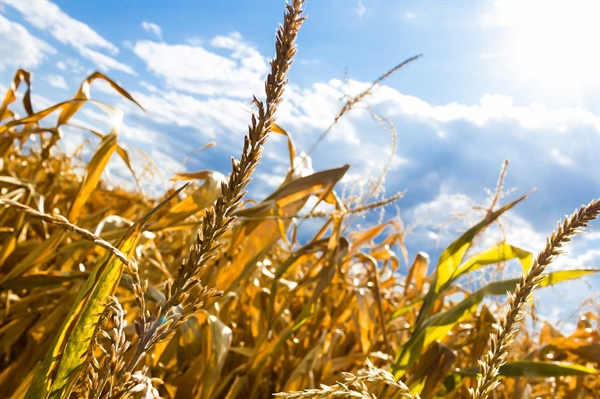 Turbulent weather created a mixed bag for Virginia’s 2024 crop yields