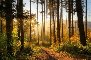 Century Forests: Celebrating Virginia’s forestry heritage