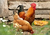 Backyard chicken enthusiasts, hunters can help prevent avian flu