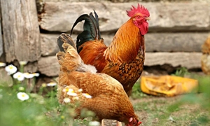 Backyard chicken enthusiasts, hunters can help prevent avian flu