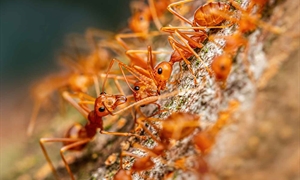 Hybrid fire ants concerning landowners, agricultural communities