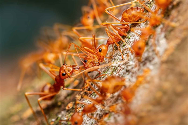 Hybrid fire ants concerning landowners, agricultural communities