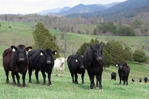 U.S. farmers briefed on obstacles and opportunities in livestock markets