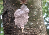 Keep a lookout for spotted lanternfly egg masses