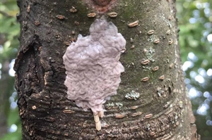 Keep a lookout for spotted lanternfly egg masses