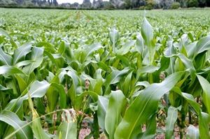 Lease agreements keep farmers in business and ag land in production