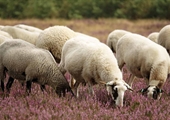 Virginia sheep and goat flocks are growing, according to USDA report