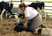 Survey input needed from farmers regarding large animal veterinarian services