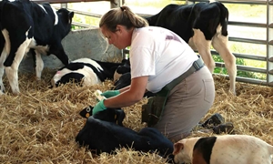 Survey input needed from farmers regarding large animal veterinarian services