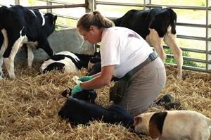 Survey input needed from farmers regarding large animal veterinarian services