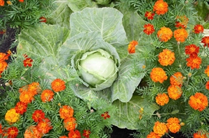 Embellish your space with edible ornamentals