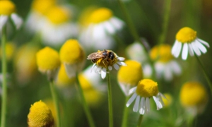 Transform your green space into a wildlife haven