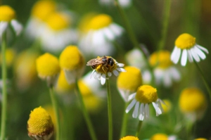 Transform your green space into a wildlife haven