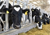 Fresh milk goes from Virginia dairy farms to your fridge in 48 hours