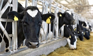 Fresh milk goes from Virginia dairy farms to your fridge in 48 hours