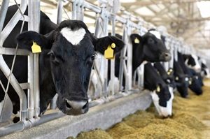 Fresh milk goes from Virginia dairy farms to your fridge in 48 hours