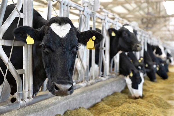 Fresh milk goes from Virginia dairy farms to your fridge in 48 hours