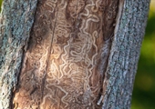 Ash tree program assists landowners in preserving icon of Virginia’s landscapes