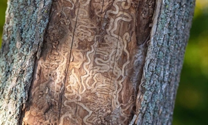 Ash tree program assists landowners in preserving icon of Virginia’s landscapes