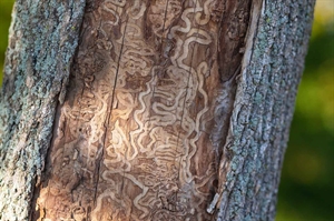 Ash tree program assists landowners in preserving icon of Virginia’s landscapes