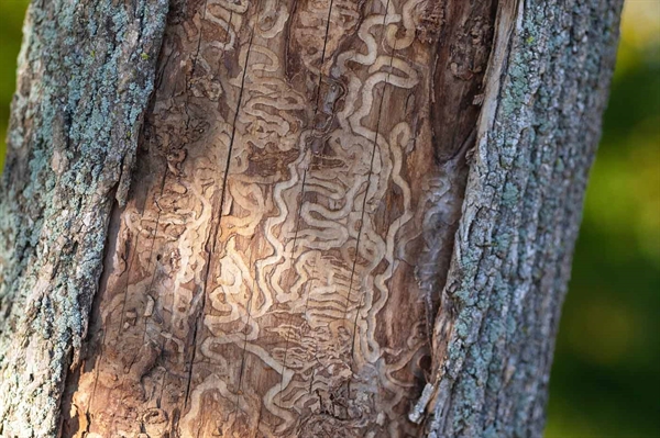 Ash tree program assists landowners in preserving icon of Virginia’s landscapes