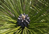 Cooperative effort drives restoration of longleaf pine in Virginia