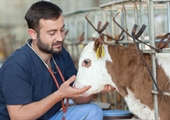 Loan repayment program to help veterinarians in underserved areas