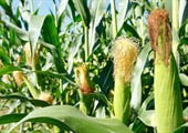 US farmers: GMO crops help reduce inputs, enhance conservation